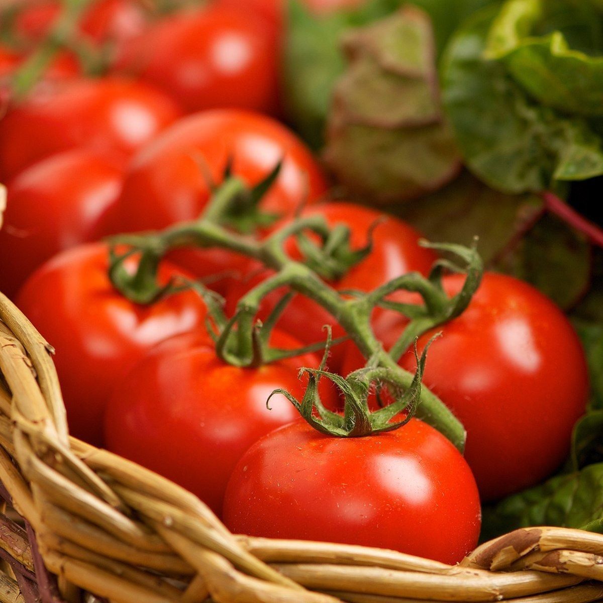 Piante & sementi: 30 Samen Ailsa Craig Tomate – Nuovo (secondo la descrizione) da Ehrendingen venduto da VerveinaSamen 1