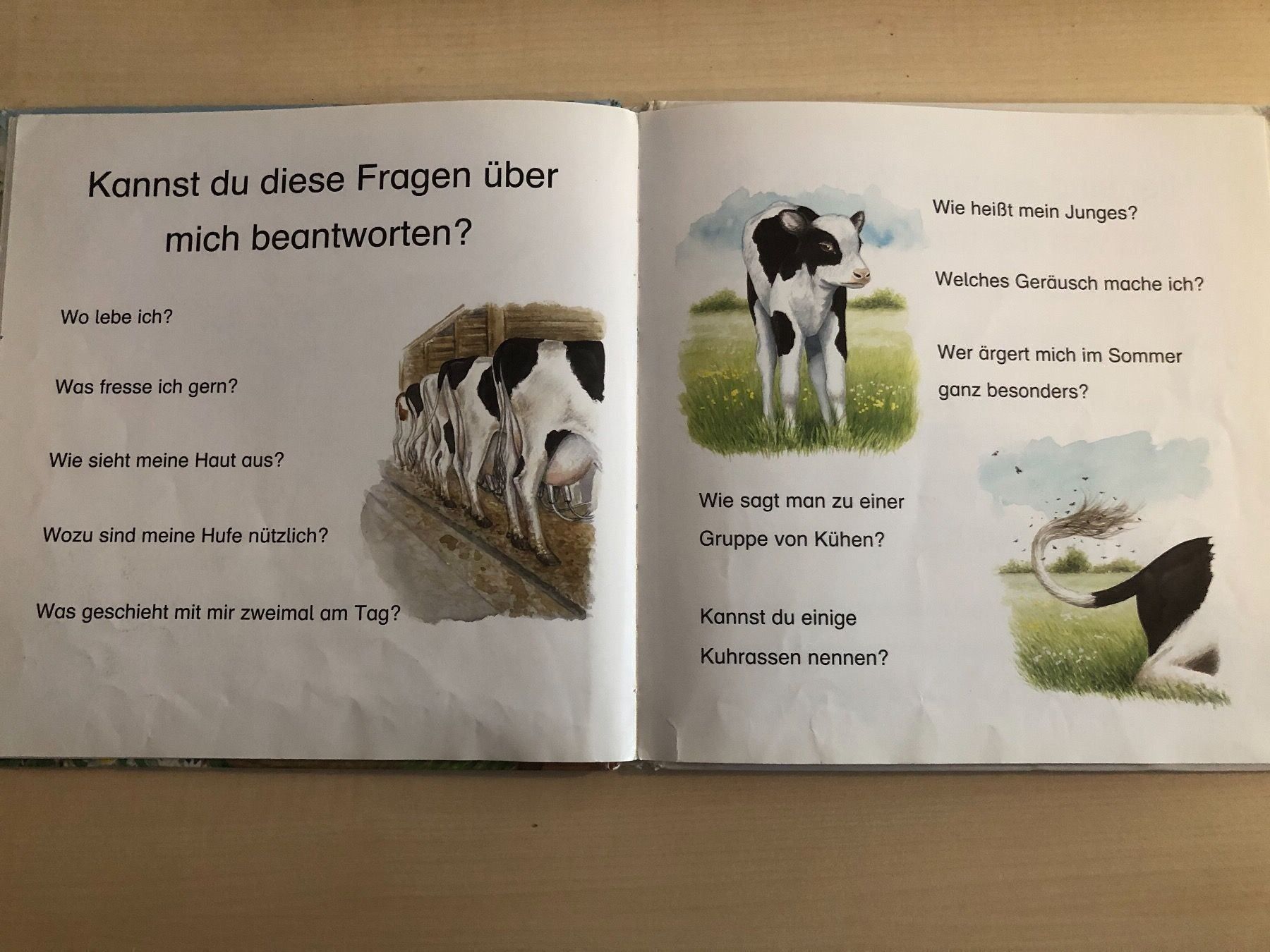 Libri: Wer bin ich? Kinderbuch über die Kuh – Usato da Aarau venduto da R-O-G-E-R 6