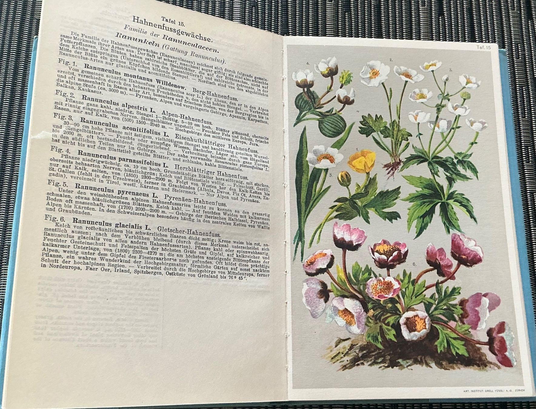 Bücher: Alpen-Flora - Prof. E. Schröter, 207 kol. Abbildungen, 1940 – Gebraucht aus Crans-Montana von plainemorte 9