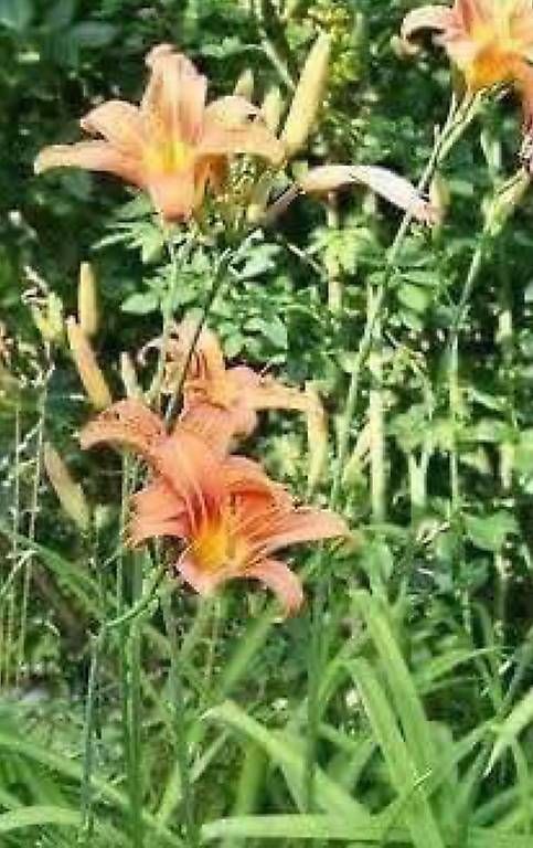 Piante & sementi: Blumen im Topf  – Usato da Frauenfeld venduto da Irene.Schuppli 1