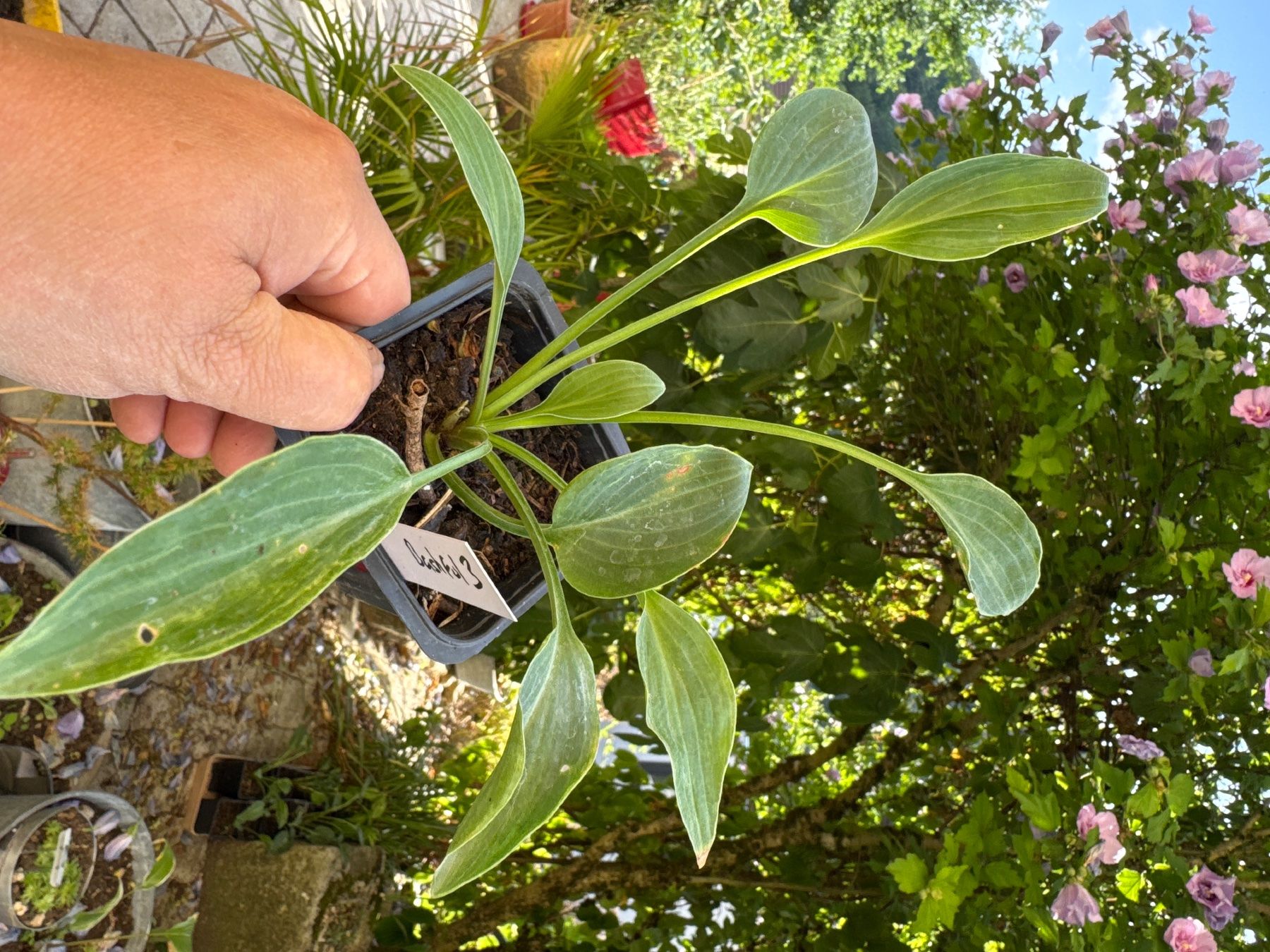 Pflanzen & Samen: Hosta bashful 3 – Gebraucht aus Lajoux JU von Briard0 1