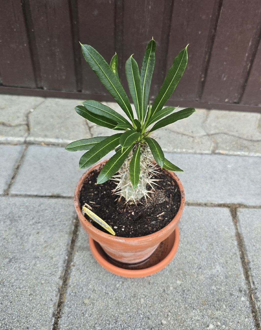 Piante & sementi:  Madagaskar Palme  – Usato da Aarburg venduto da Glitzerschein 3