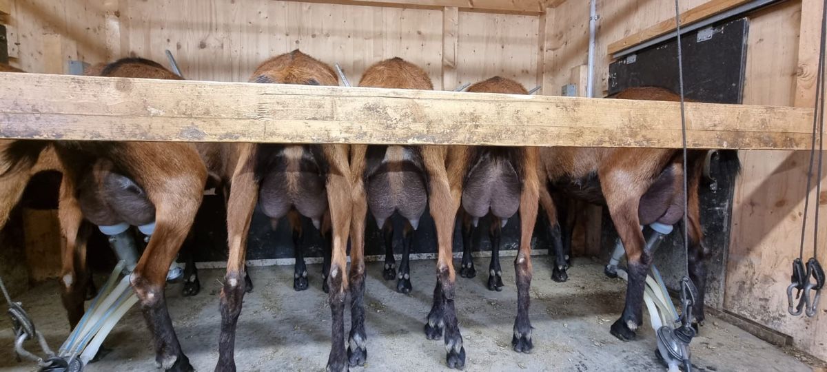 Rimorchi: Ziegenmelkstand Mobil – Usato da altendorf venduto da jojo2009 1