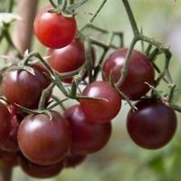 Tomate cerise chocolat   RARE  10g