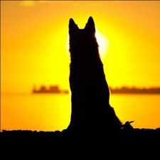 Profile image of Lucky_Fox