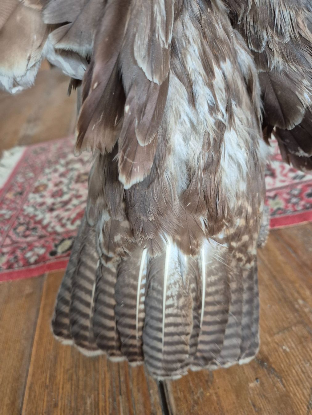 Monde des animaux: ausgestopfter Vogel – D'occasion à Brunnadern par eichmann.anton 6