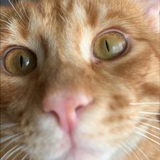 Profile image of Maholo
