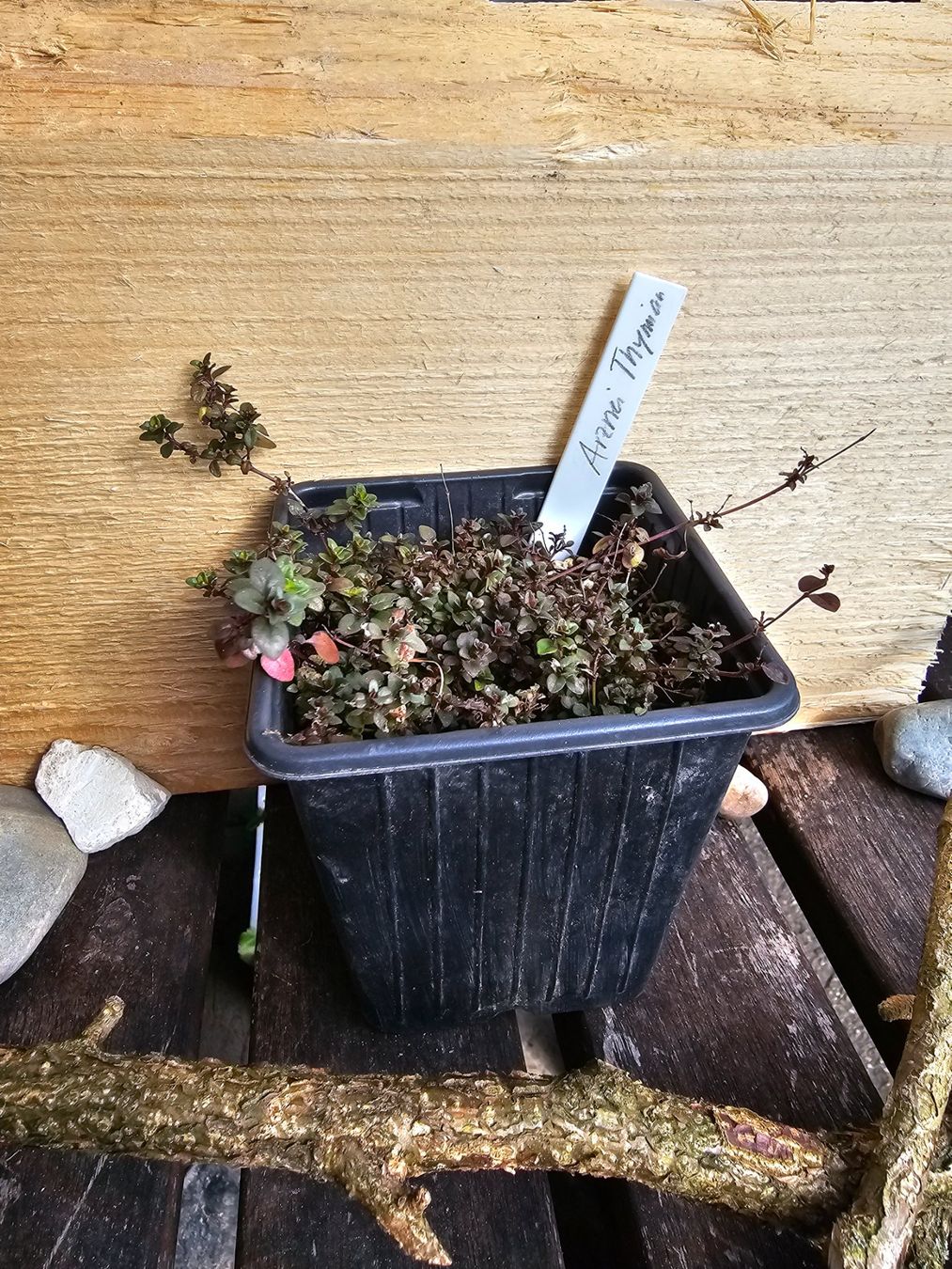 Piante & sementi: Arznei Thymian (Thymus pulegioides) – Usato da Rickenbach SO venduto da tahitian