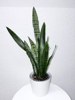 Sansevieria Zeylanica Plant with plastic cache pot 59 cm