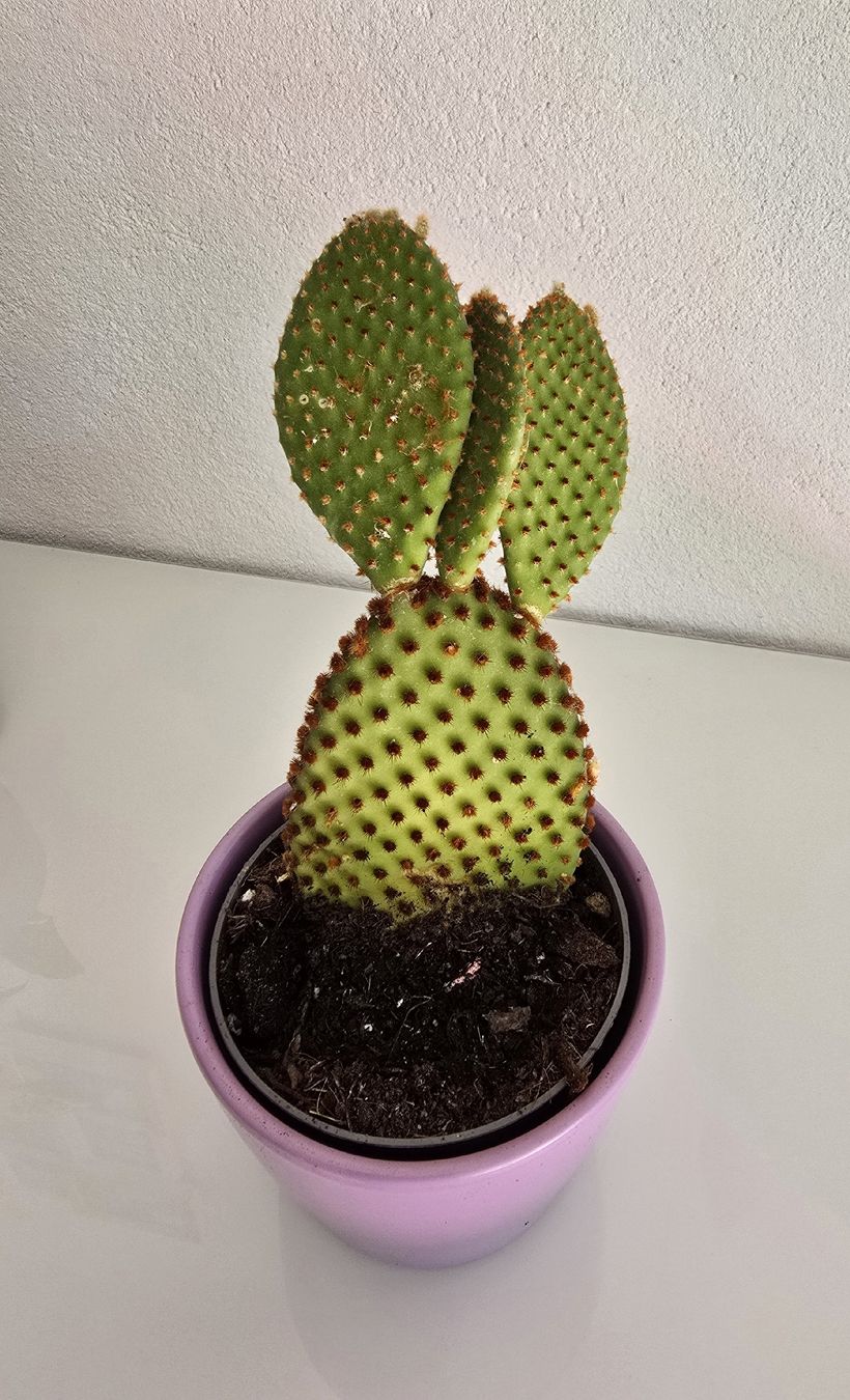 Piante & sementi: Schöner Feigenkaktus (Opuntia) – Nuovo (secondo la descrizione) da Aarburg venduto da Glitzerschein 3