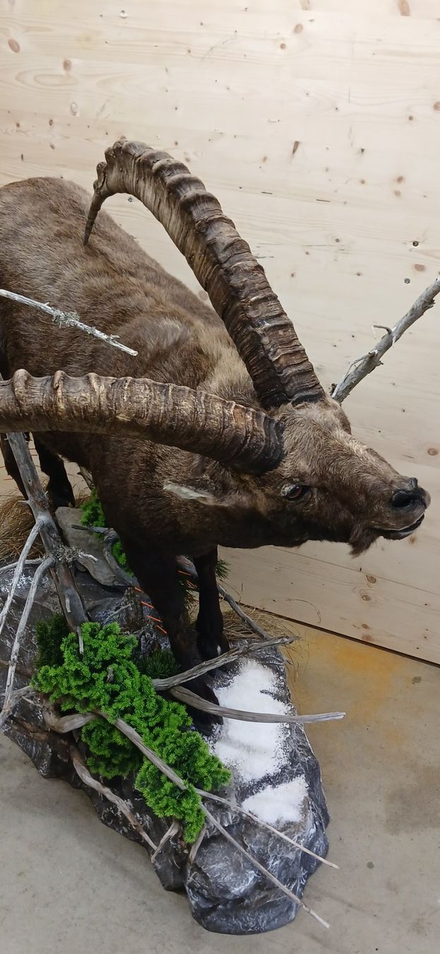Il mondo degli animali: Steinbock Präparat – Nuovo (secondo la descrizione) da Mollis venduto da Resel1985 1