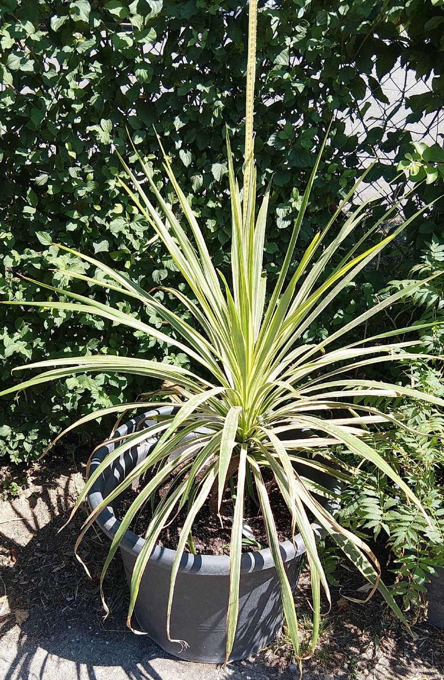 Piante & sementi: Cordylilie – Usato da Buchs ZH venduto da Fabian8107