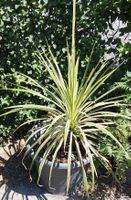 Cordylilie