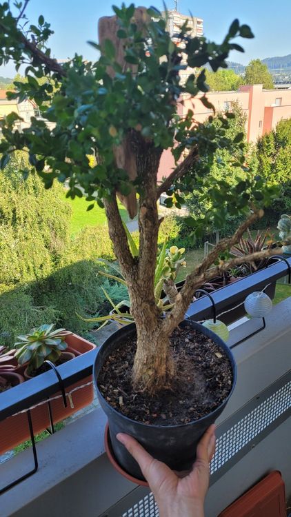 Garten/Balkon Bonsai (Gebraucht) in Zrich fr CHF 25  nur Abholung auf  Ricardo kaufen
