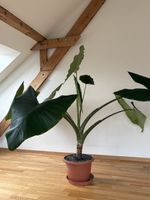 Alocasia zebrina / Tiger-Pfeilblatt 150cm hoch, 230cm Radius