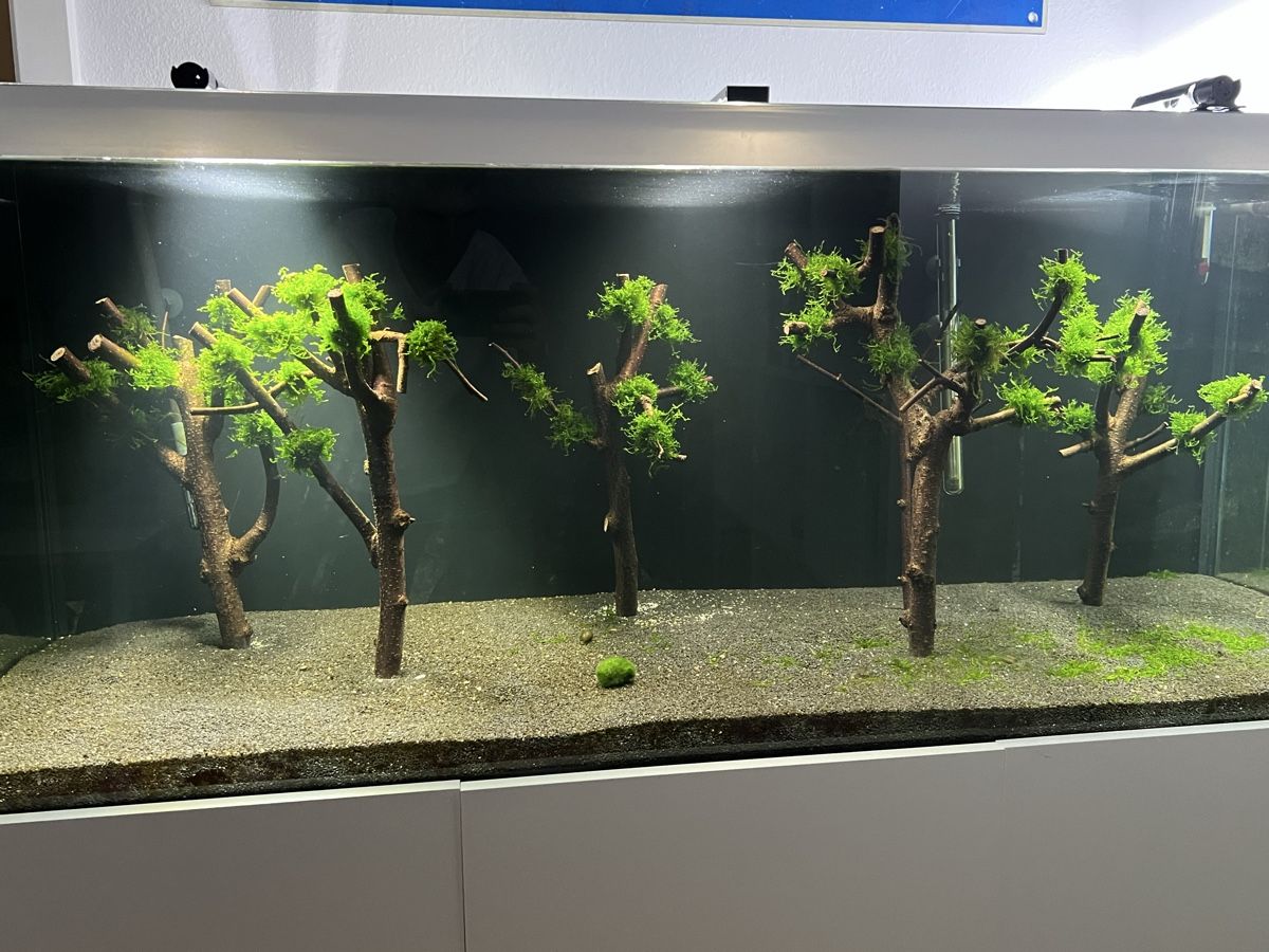 Tutte le decorazioni: Aquarium Deck Pflanze Holz Aquarium Baum – Usato da Basel venduto da LUCcC