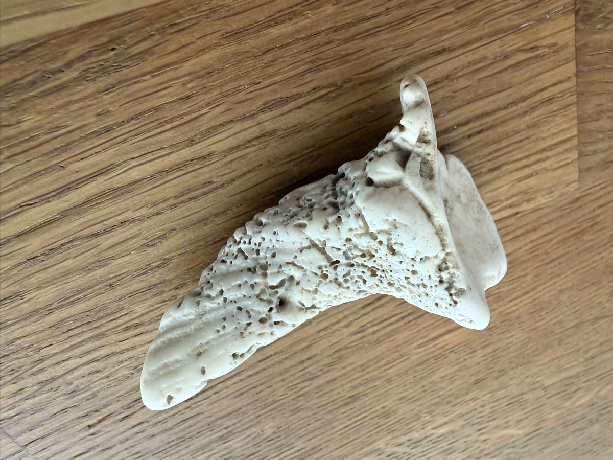 Fossili: Fossil Muschel Koralle Fund ??? – Usato da Goldach venduto da Messerguru 2