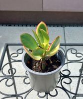1 bewurzelter Setzling vom Crassula Ovata (Geldbaum)