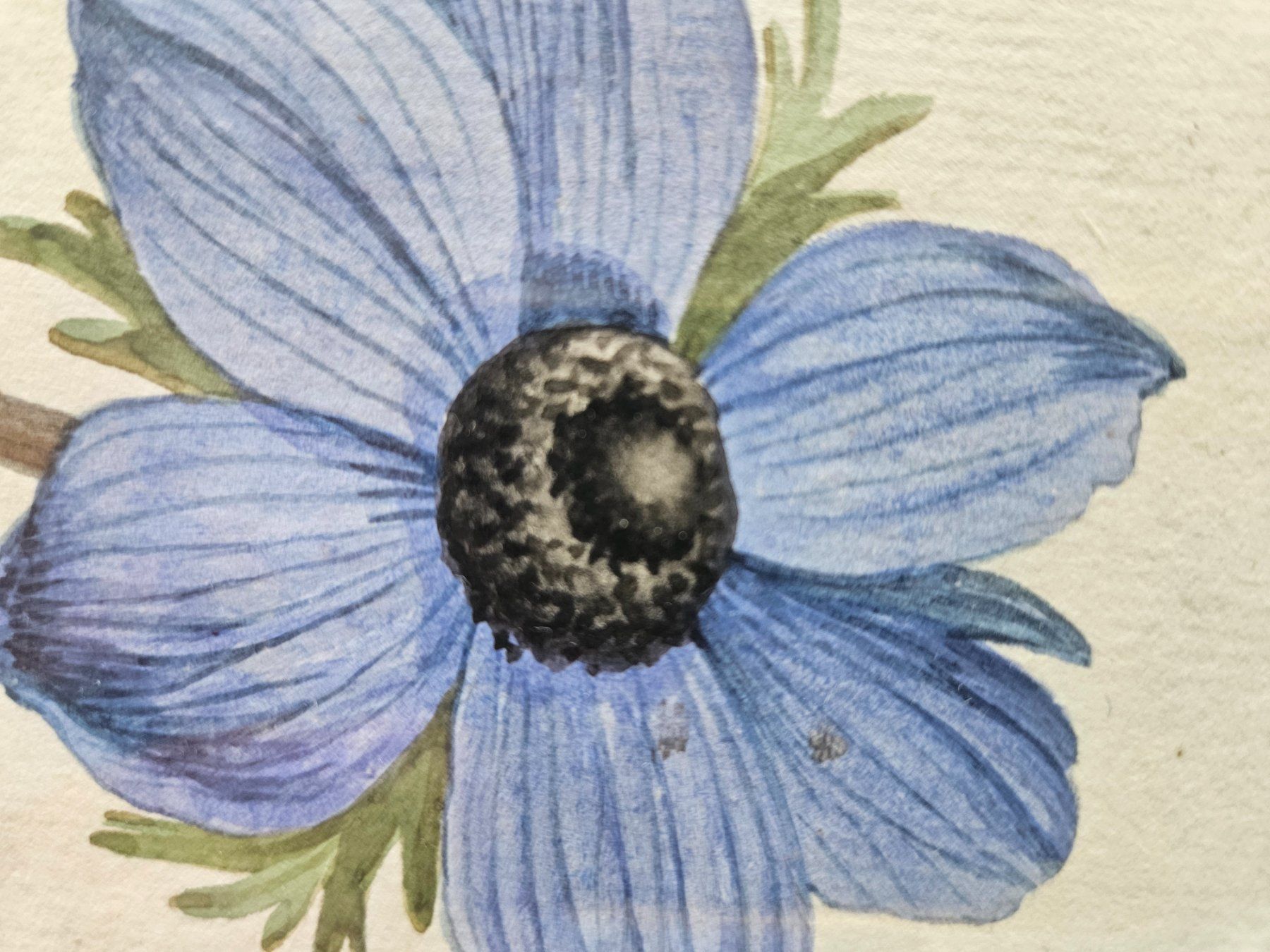 Dipinti: Europäische Schule 18./19.Jh. "Anemonen" – Usato da Wisen SO venduto da gralstrand 5