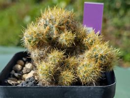 Kakteen, Pflanze, Mammillaria prolifera, rote Früchte!!!!
