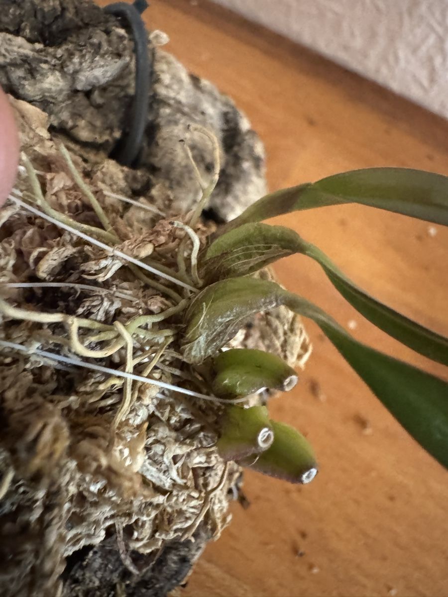 Pflanzen & Samen: Bulbophyllum fibratum – Gebraucht aus Männedorf von mrclst 2
