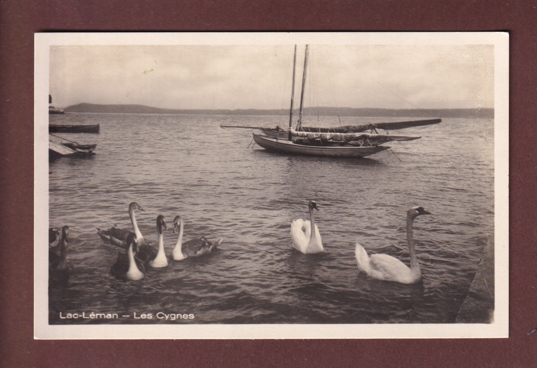 Cartoline postali: LAC LEMAN - Les Cygnes – Usato da Pully venduto da nicecards-shop