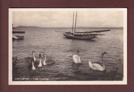 LAC LEMAN - Les Cygnes