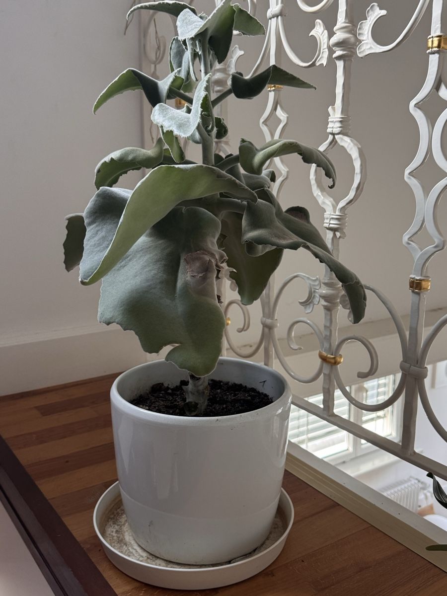Pflanzen & Samen: grosse kalanchoe, calanchoe, 65cm – Gebraucht aus sargans von lnoa 2
