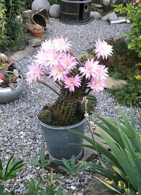 Piante & sementi: Echinopsis Eyriesii Bauernkaktus – Usato da Dierikon venduto da Wale71