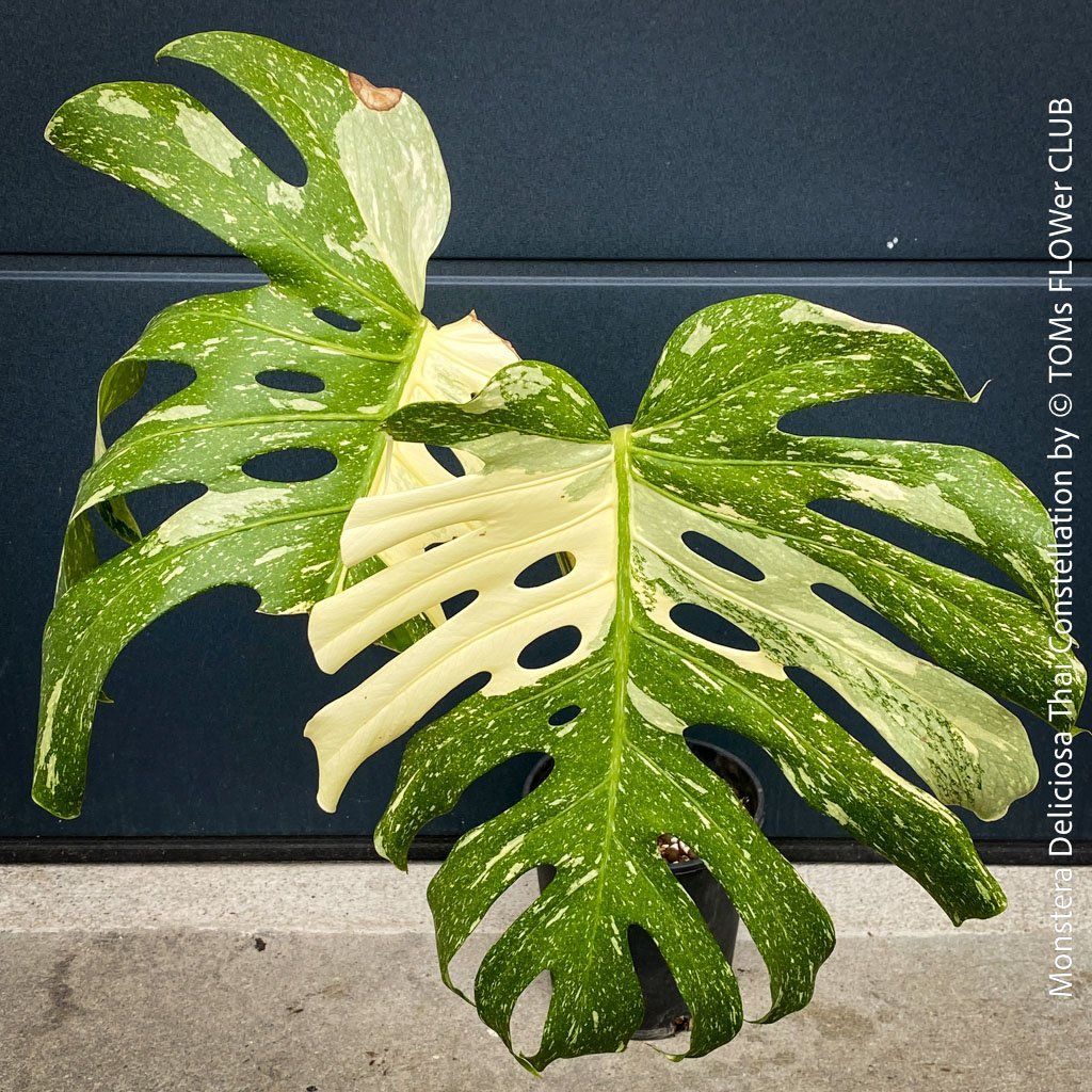 Piante & sementi: Monstera Deliciosa Thai Constellation - Kopfsteckling – Nuovo e nell'imballaggio originale da Adliswil venduto da astom369