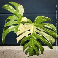 Monstera Deliciosa Thai Constellation - Kopfsteckling