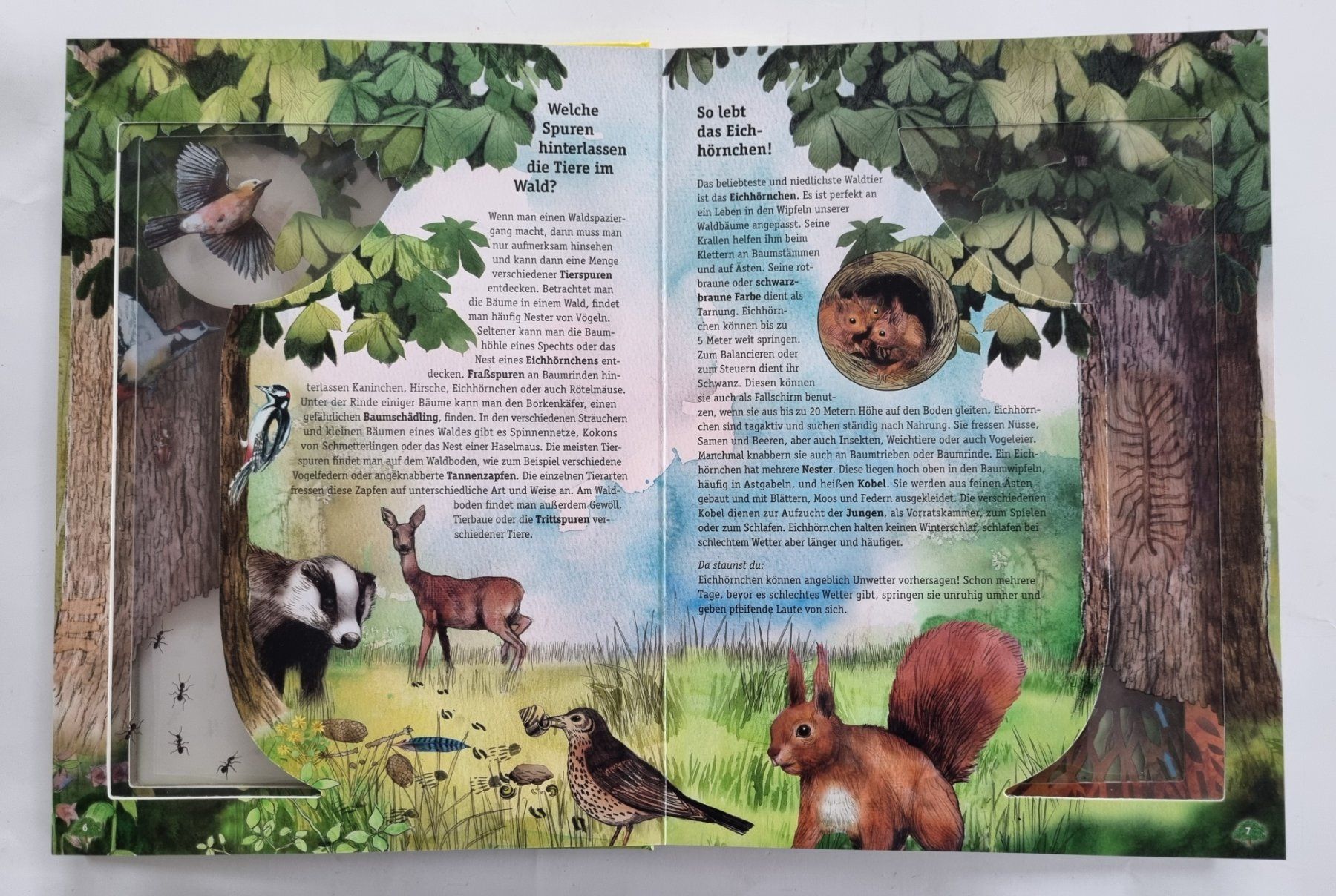 Libri: Wunderschönes, Wissen mit Durchblick: Das Leben im Wald – Usato da Opfikon venduto da Diversamente 7