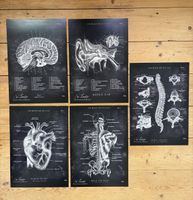 Anatomie Plakatset 5 Stuck medizinische Illustrationen