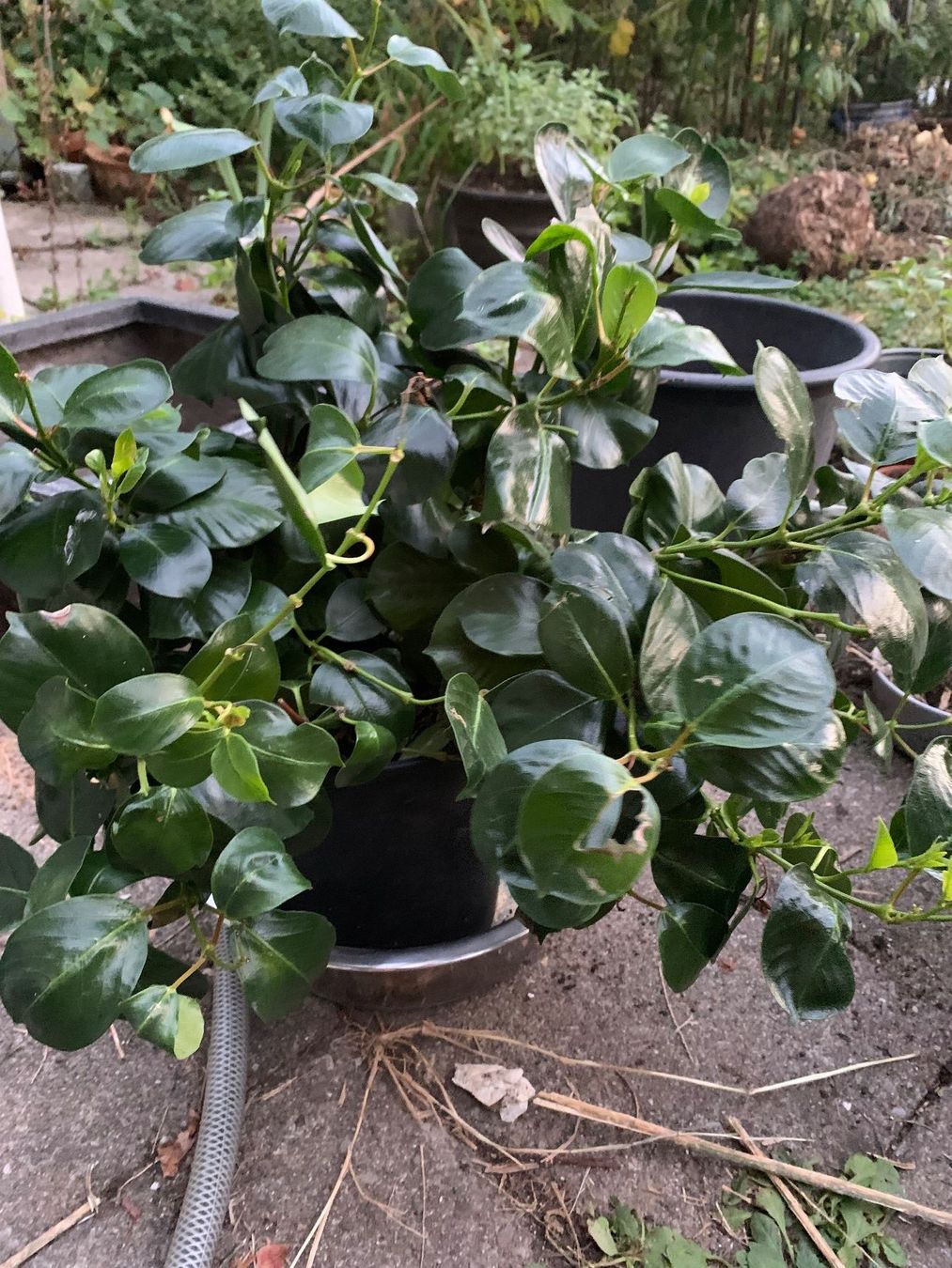 Pflanzen & Samen: Mandevilla - Dipladenia / grosse Pflanze – Neu (gemäss Beschreibung) aus Hinteregg von ERFOLG78
