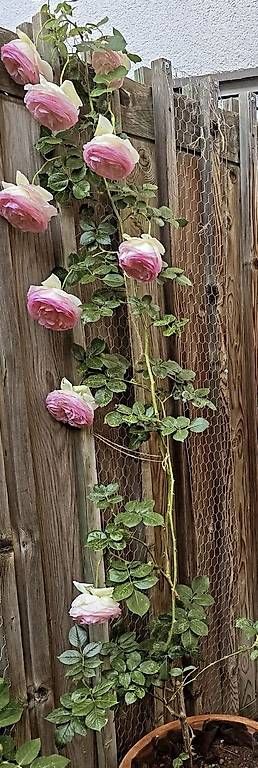 Plantes & graines: Kletterrose Eden Rose – D'occasion à Chur par imperoimperiale