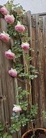 Kletterrose Eden Rose
