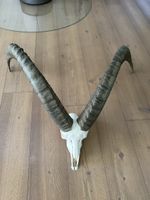 Kapitaler starker Steinbock 