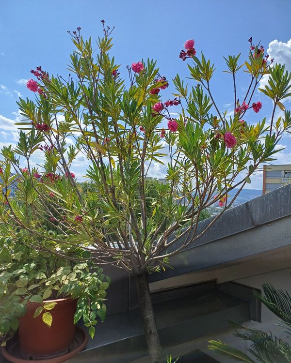 Oleanderbaum mit Topf für Balkon/Garten Kaufen auf Ricardo