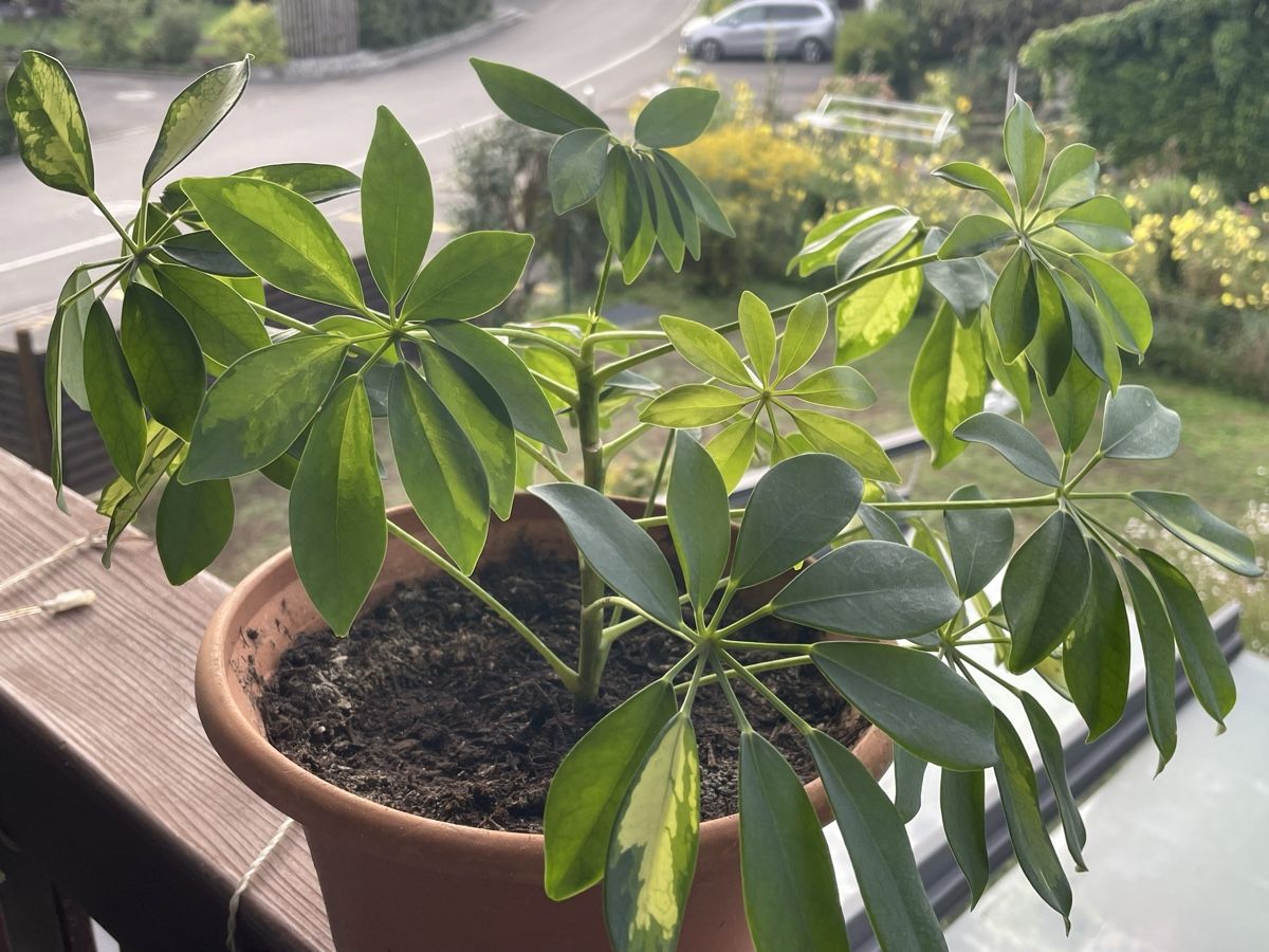 Piante & sementi: STRAHLENARALIE - SCHEFFLERA - HEPTAPLEURUM – Nuovo (secondo la descrizione) da Buchs AG venduto da fischli610 5