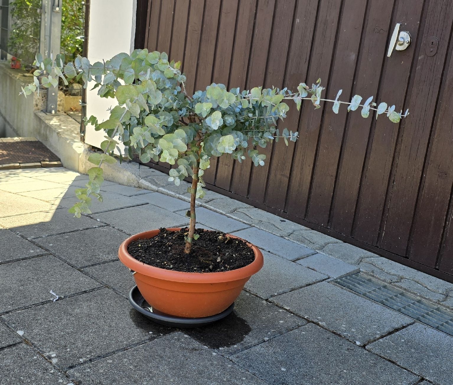 Pflanzen & Samen: Wunderschöne Eucalyptus Pflanze – Gebraucht aus Aarburg von popkorn65 3