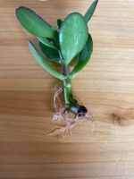 Geldbaum - Crassula ovata Stecklinge zum Einpflanzen