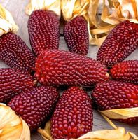 Mais 'Erdbeermais' , Erdbeer-Popcorn, Maïs fraise / 10 Samen