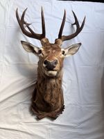 Trophée de cerf naturalisé 10 cors impair taxidermie pro