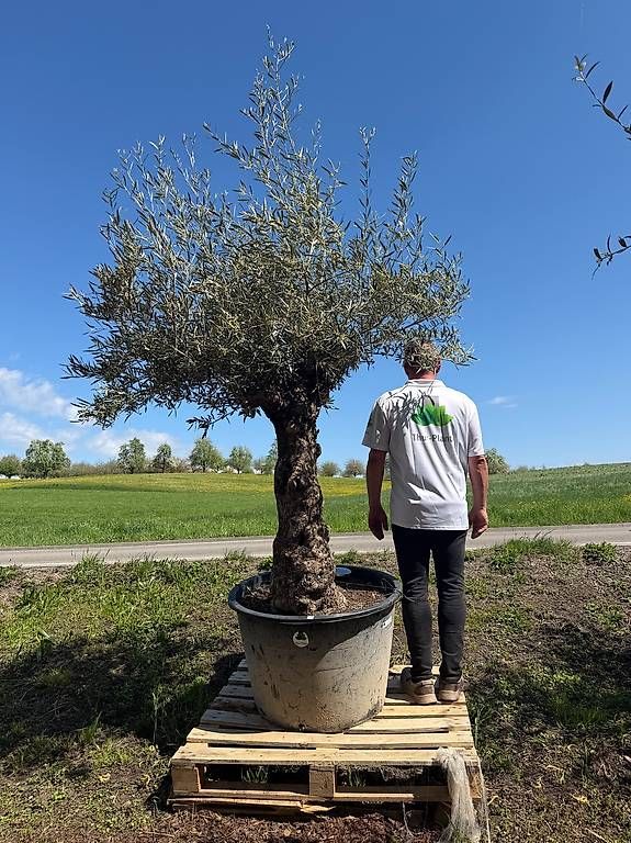 Plantes & graines: Olivenbaum "Olea Europea 9 – Neuf avec emballage d'origine à Zuckenriet par Thur_Plant 4