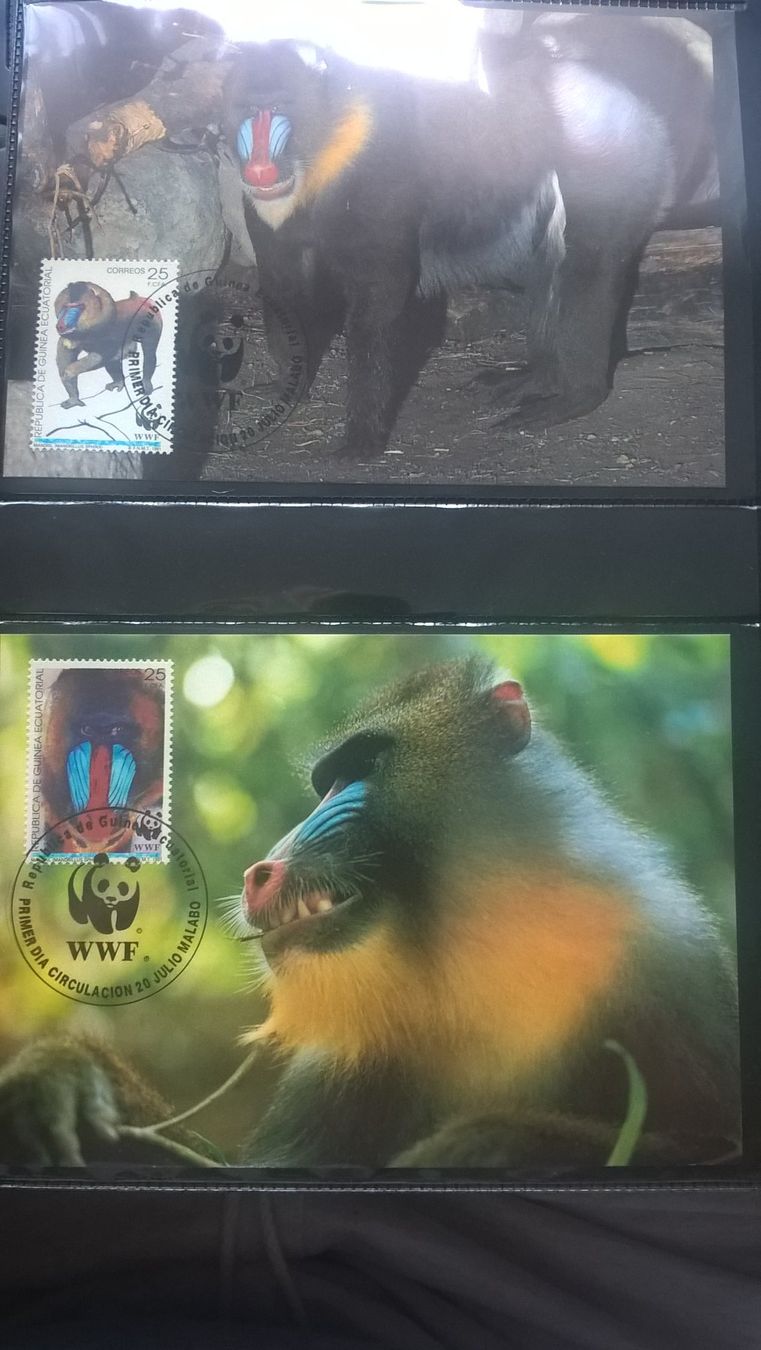 Tutti i francobolli: WWF Äquatorialguinea 1991 Mandrill Satz Maximumkarten – Nuovo (secondo la descrizione) da Liestal venduto da schnueps 1