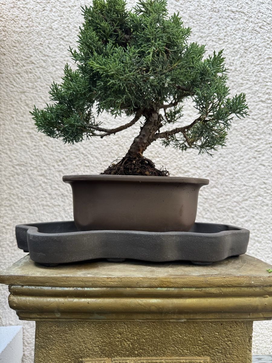 Pflanzen & Samen: Wunderschöner Wacholder Bonsai. – Gebraucht aus Rümlang von Gruseh.ch 5