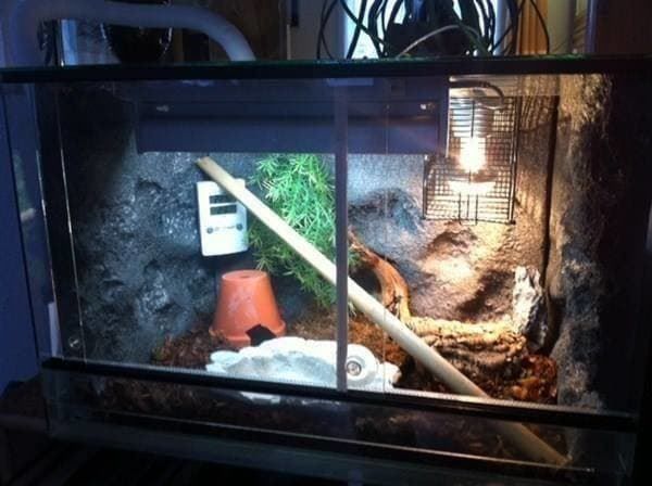 Terrario: Terrarium, Topzustand – Usato da Einsiedeln venduto da Brocki59 1
