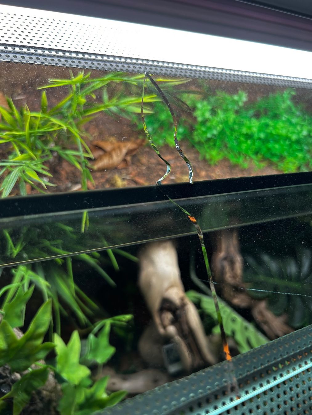 Terrario: Terrarium – Usato da Lenzburg venduto da lio_gt7n 1
