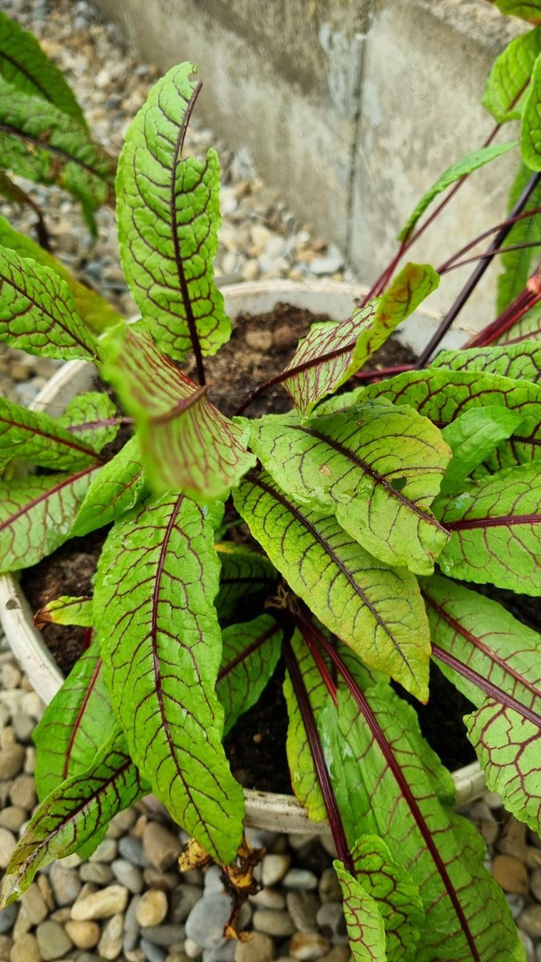 Piante & sementi: Blutampfer - Rumex sanguineus – Usato da Oberentfelden venduto da Myri13 1