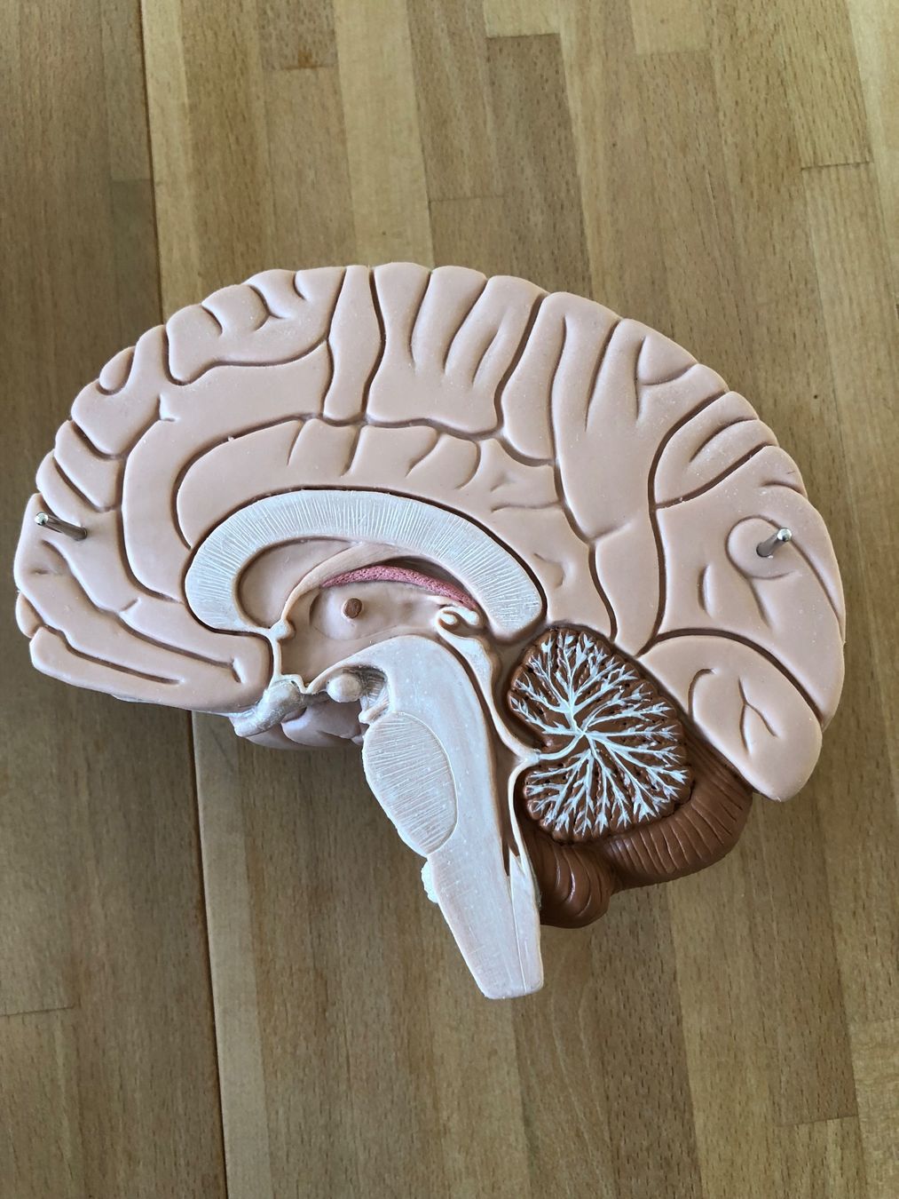 Modellbausätze & Standmodelle: Anatomisches Modell Gehirn – Gebraucht aus Zug von jim_floyd 5